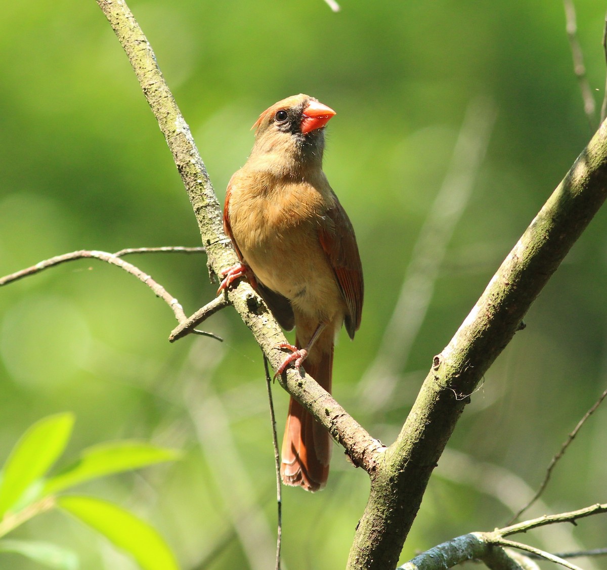 Northern Cardinal - ML93215601