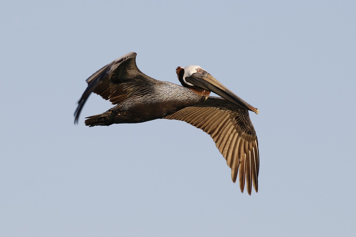 Brown Pelican - David McQuade