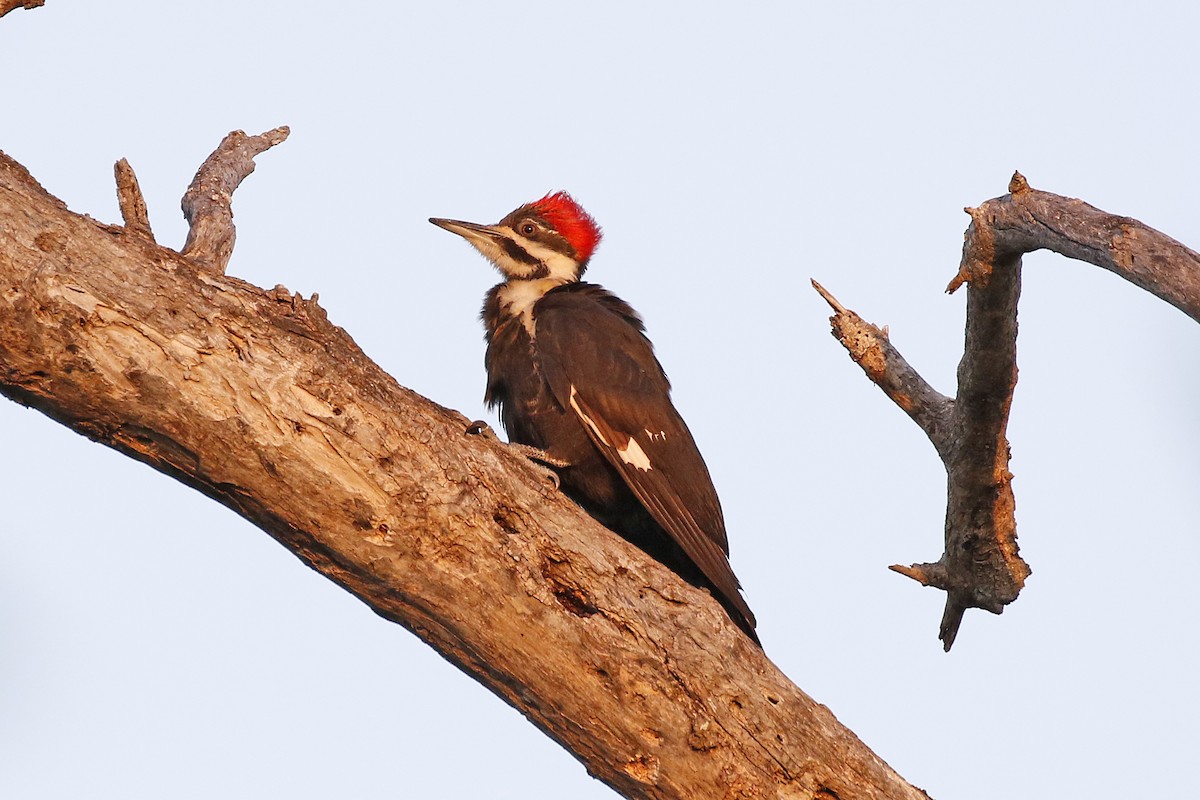 Pileated Woodpecker - David McQuade