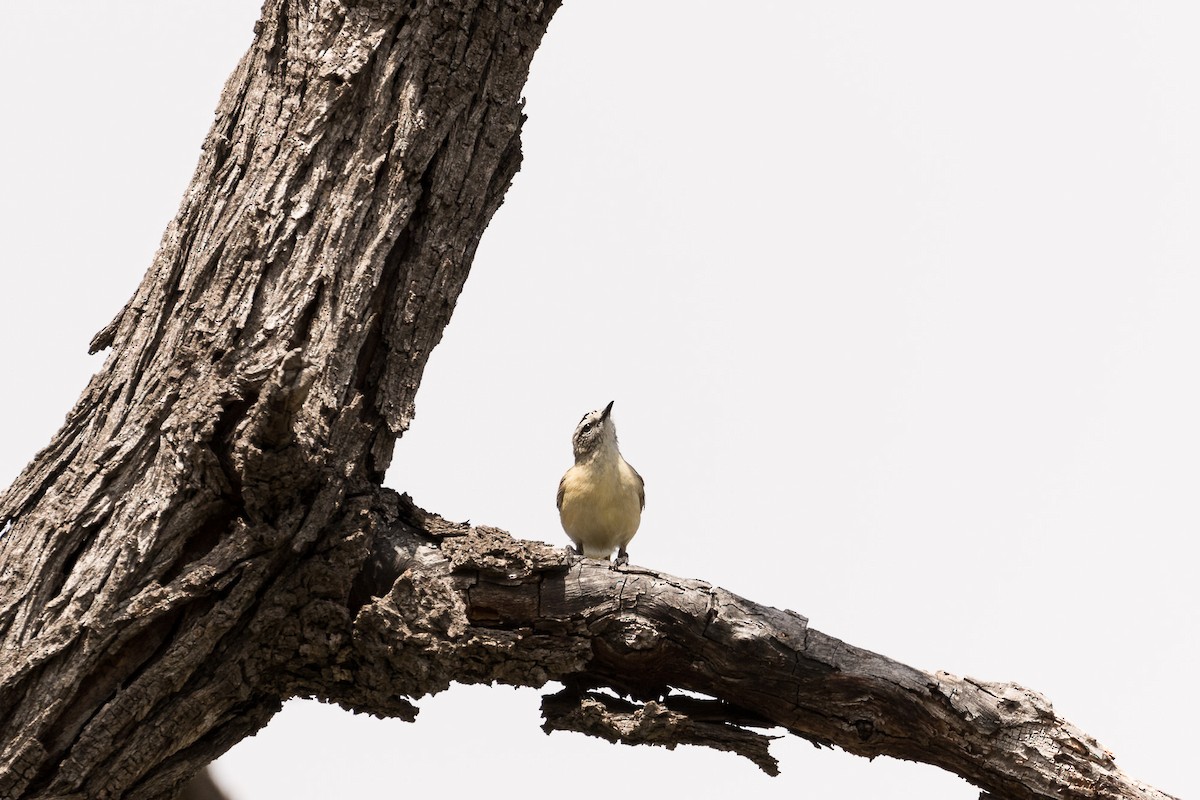 Yellow-rumped Thornbill - Malcolm Graham