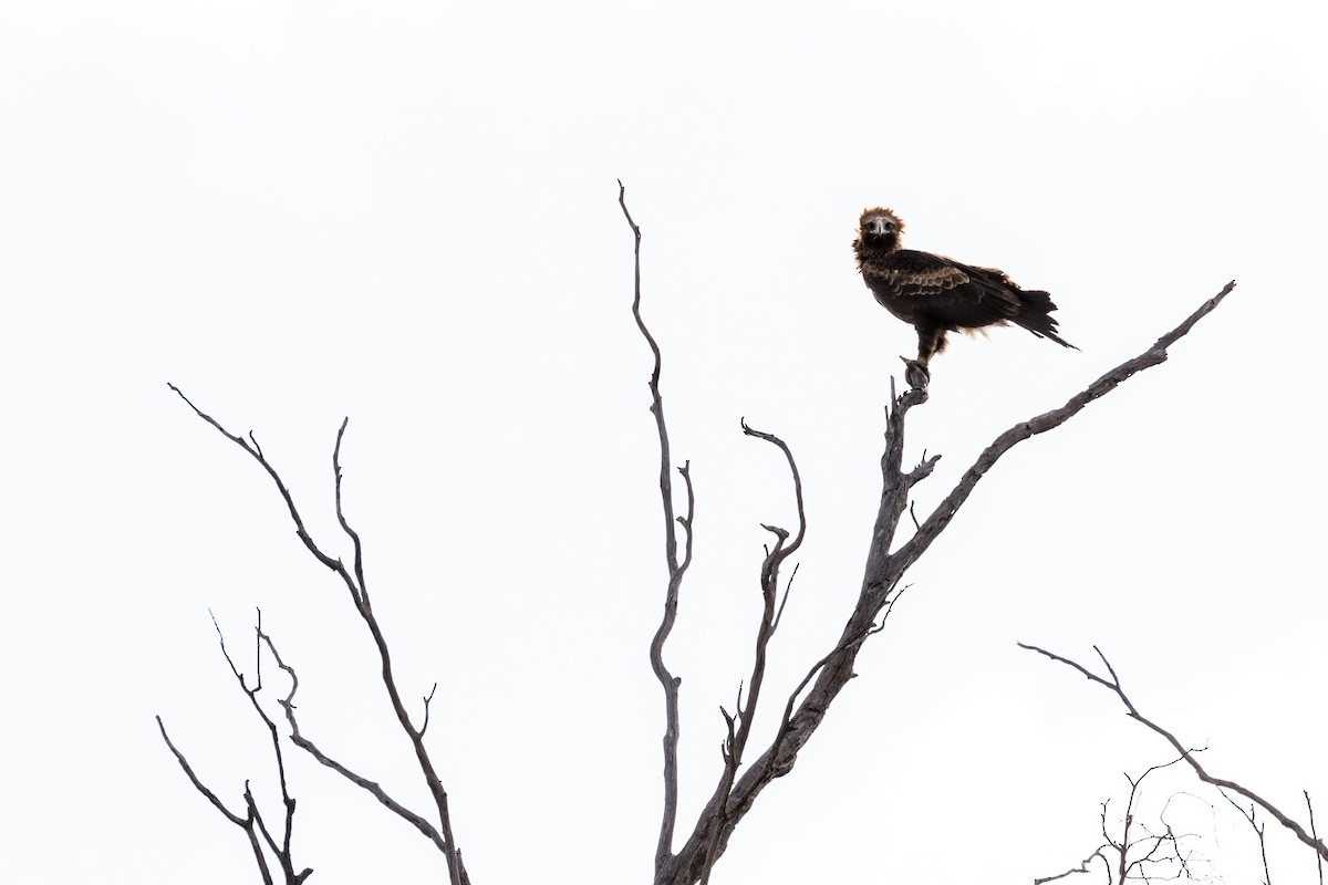 Wedge-tailed Eagle - Malcolm Graham