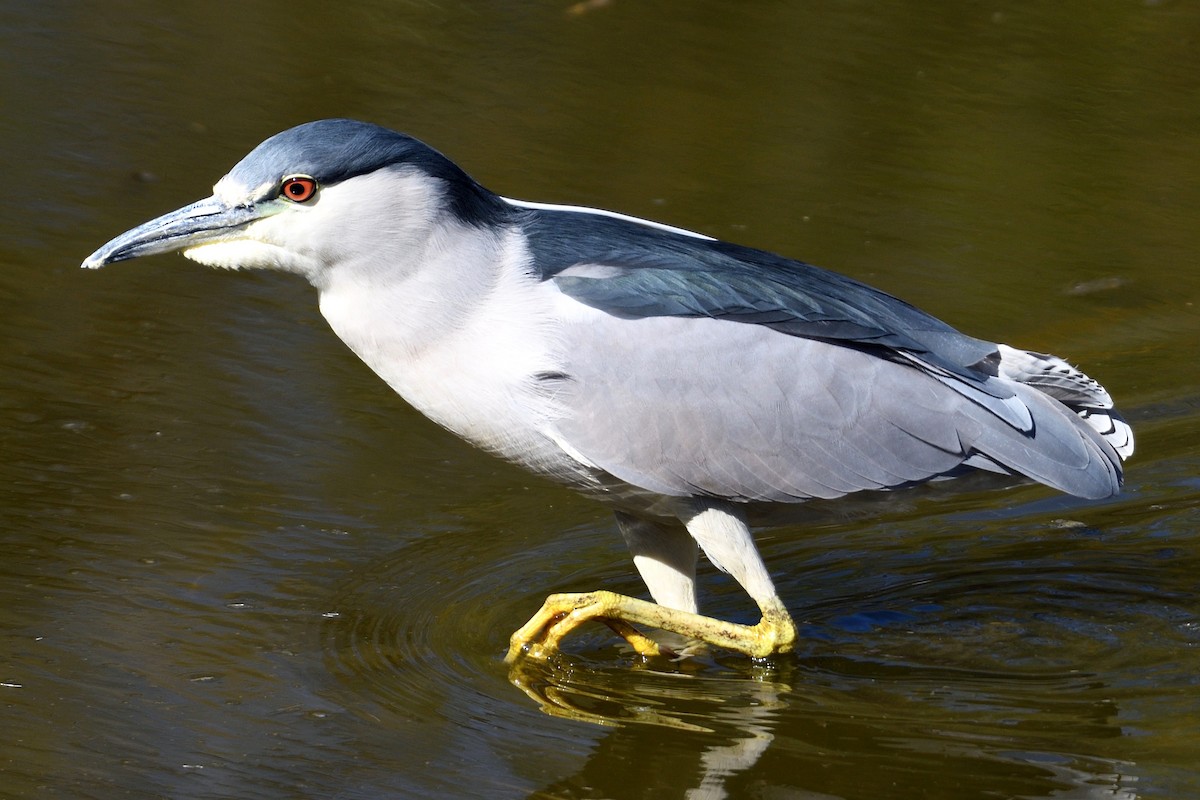 Black-crowned Night Heron - ML93219311