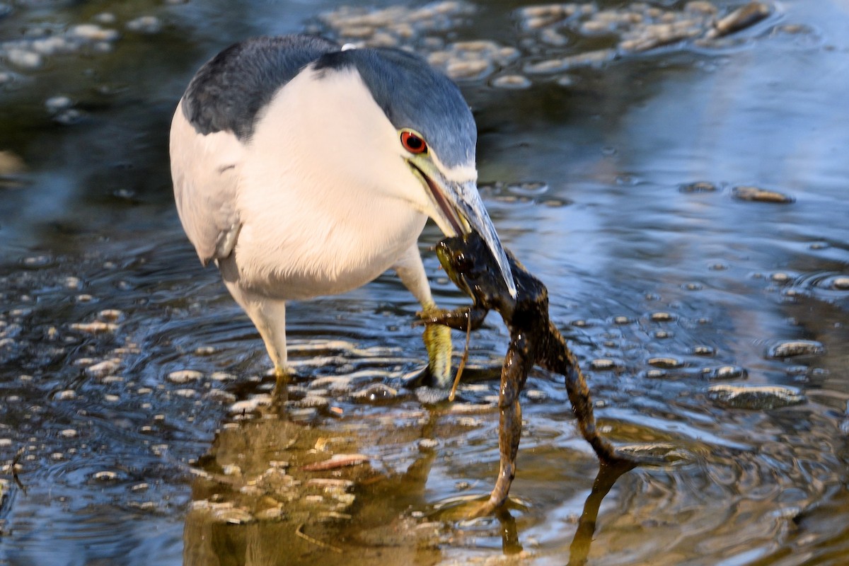 Black-crowned Night Heron - ML93219361