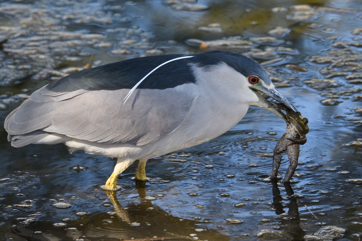 Black-crowned Night Heron - ML93219501