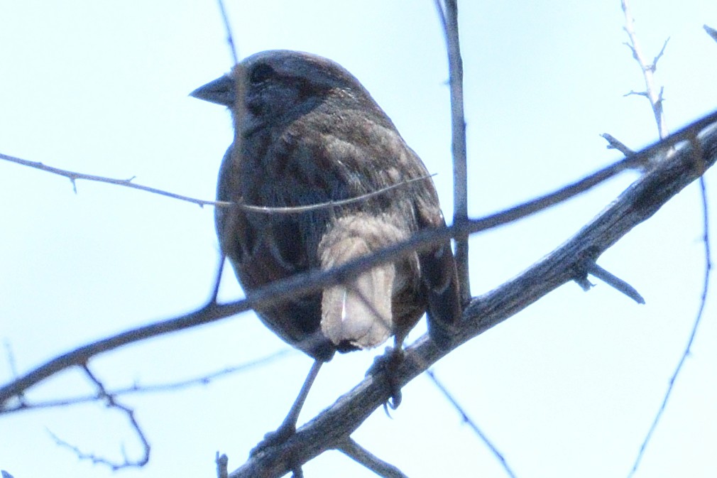 Song Sparrow - ML93220461