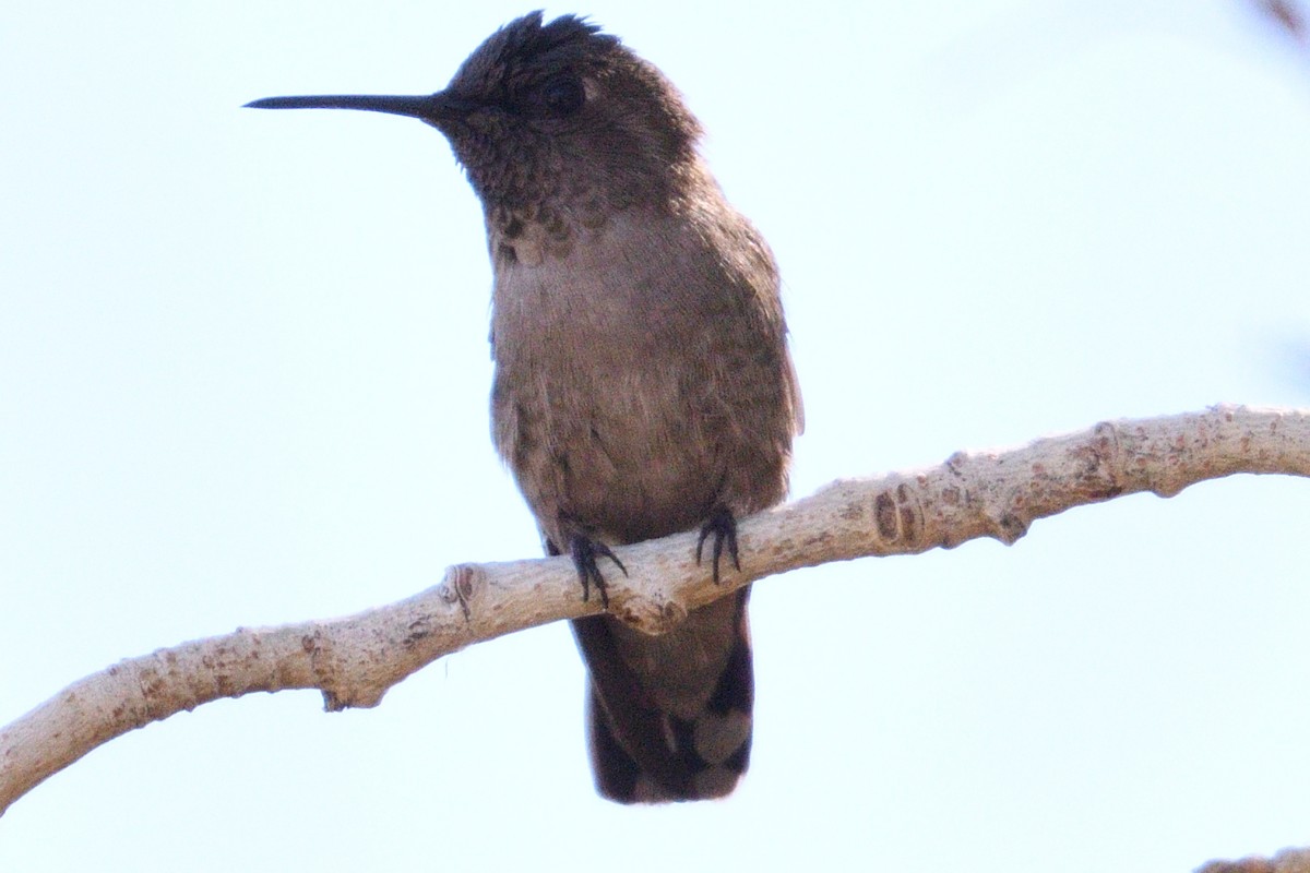 Anna's Hummingbird - ML93220721