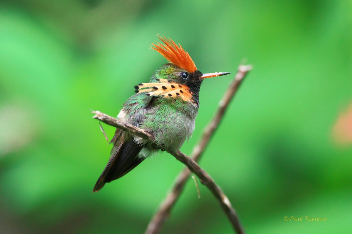 Tufted Coquette - ML93220861