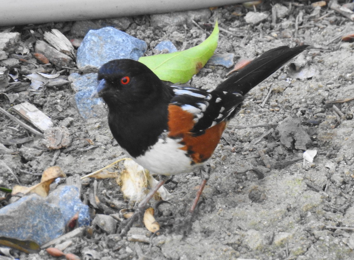 Spotted Towhee - ML93223261