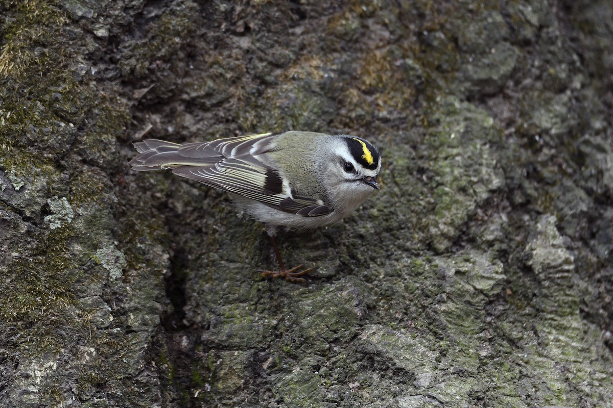 Golden-crowned Kinglet - ML93225071