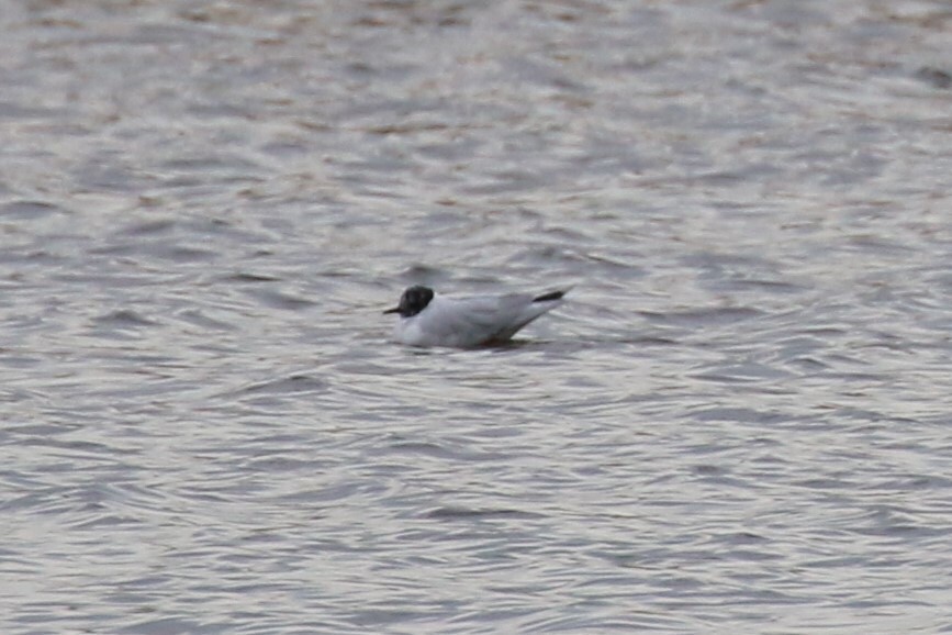 Mouette pygmée - ML93225201