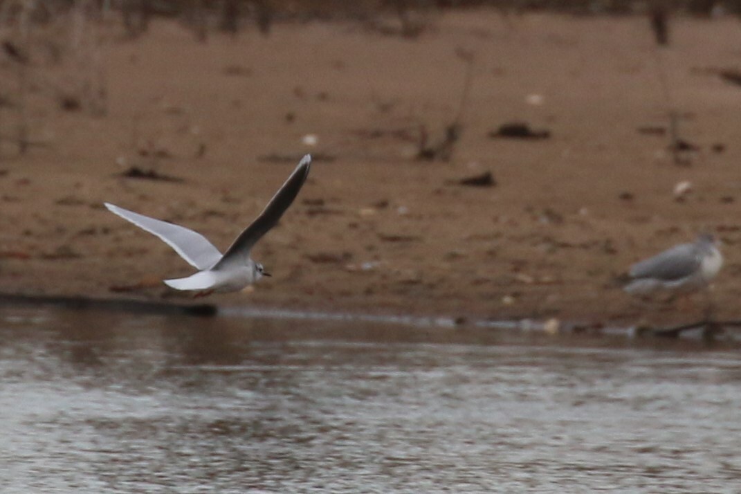 Mouette pygmée - ML93225211