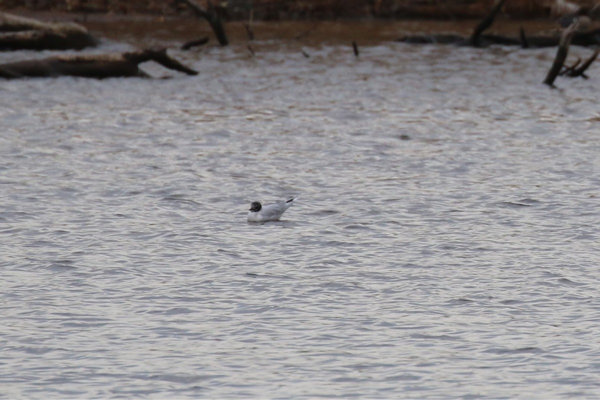 Mouette pygmée - ML93225231