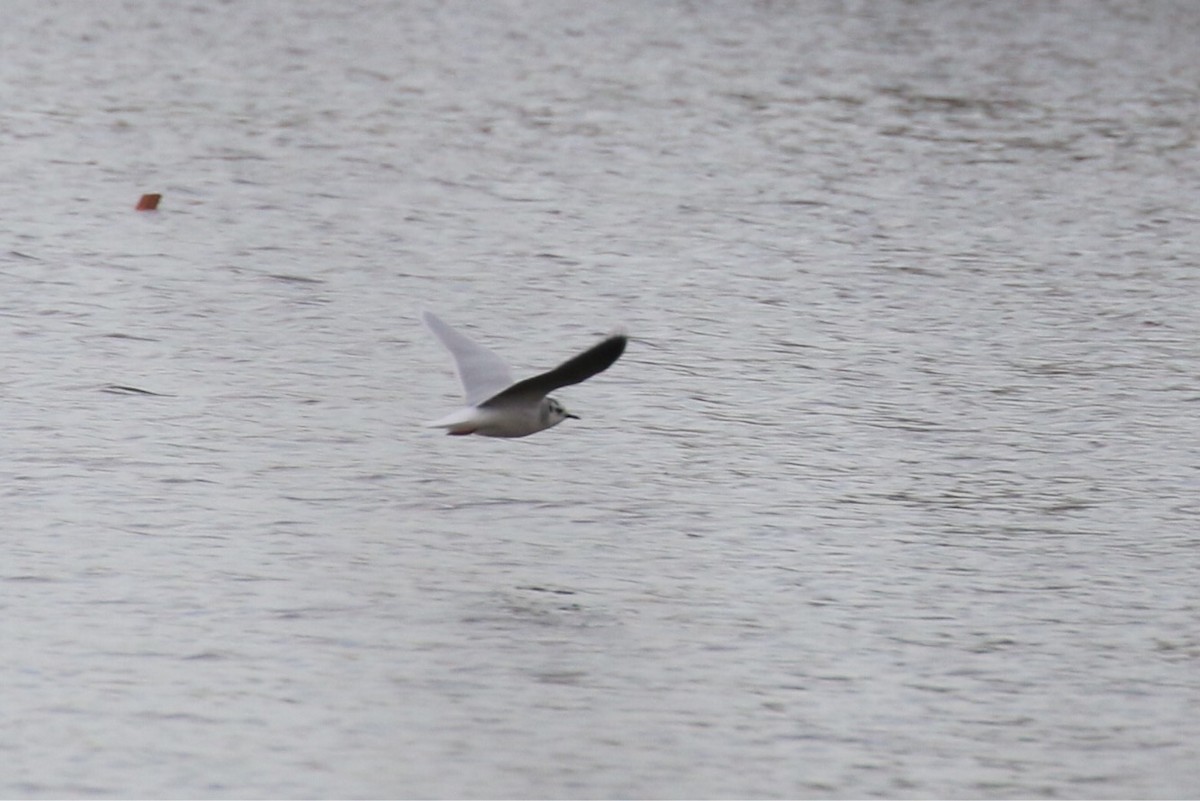 Mouette pygmée - ML93225241