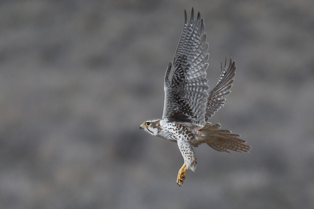 Prairie Falcon - ML93226591