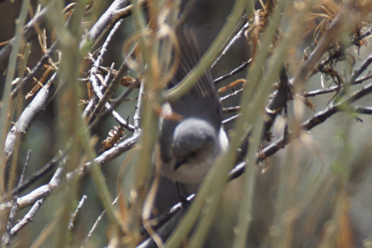 Bushtit - ML93228841