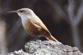 Canyon Wren - ML93228941