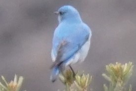 Mountain Bluebird - ML93229071