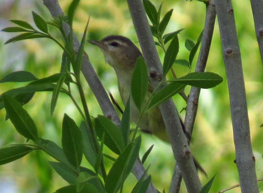 Warbling Vireo - Cathy Beck