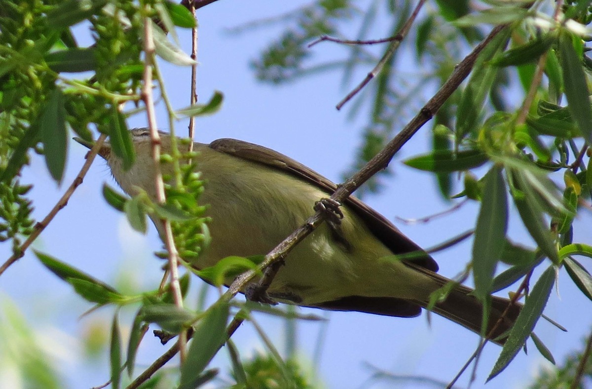 Warbling Vireo - ML93231321