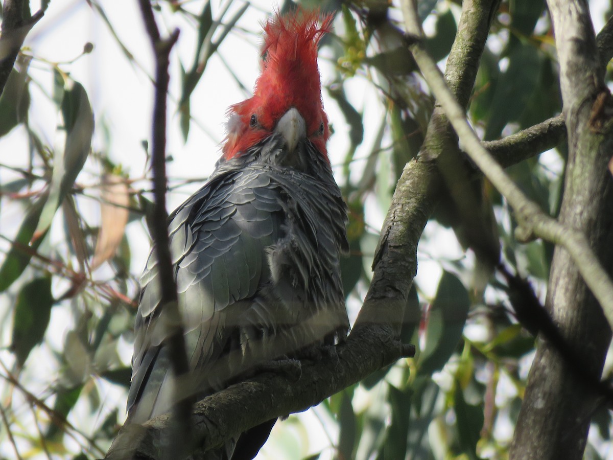 Gang-gang Cockatoo - ML93232231