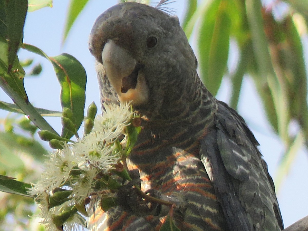 Gang-gang Cockatoo - ML93232411