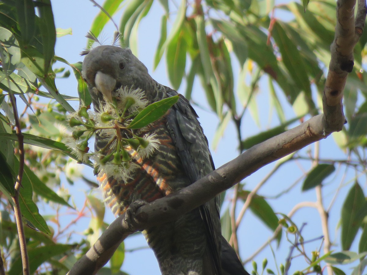 Gang-gang Cockatoo - ML93232531