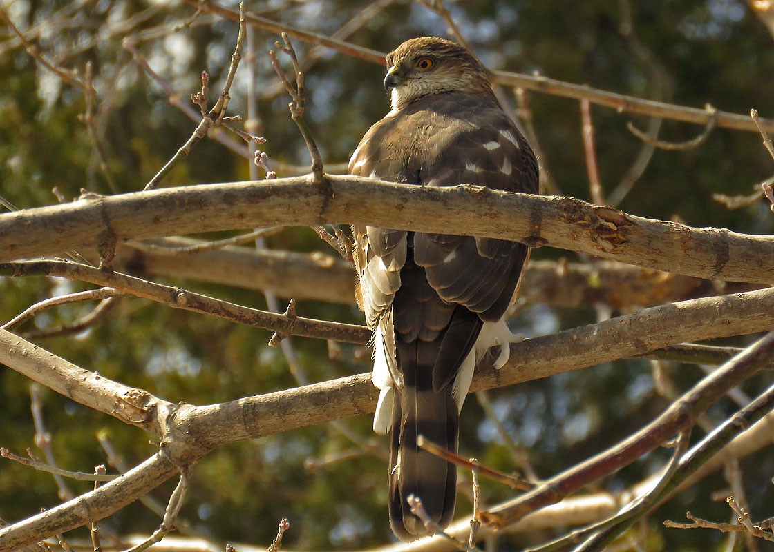 Sharp-shinned Hawk - Thomas Schultz