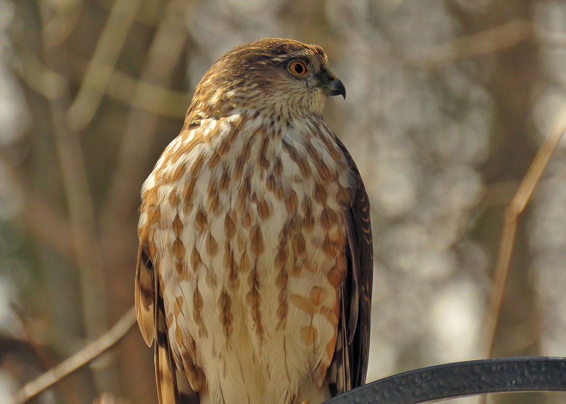 Sharp-shinned Hawk - Thomas Schultz