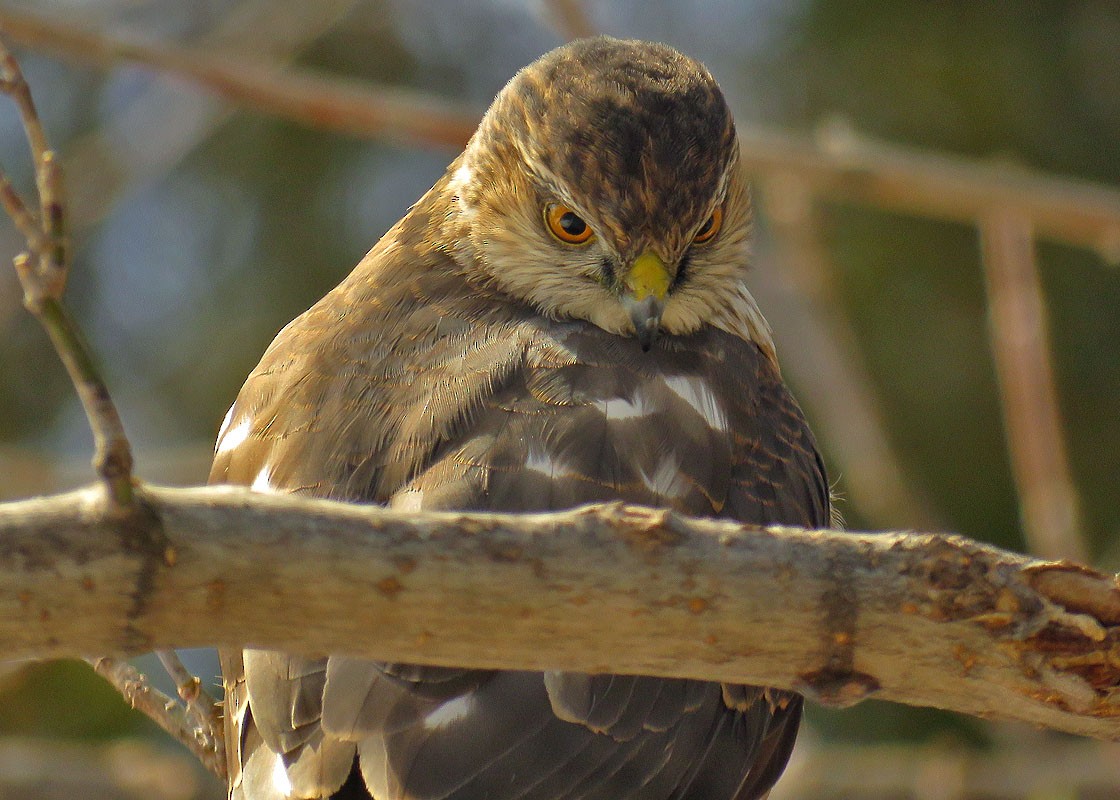 Sharp-shinned Hawk - Thomas Schultz