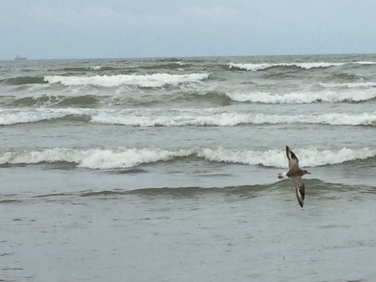 Black-bellied Plover - ML93237731