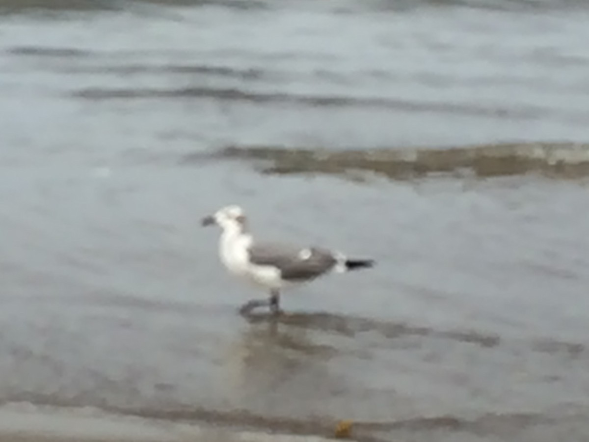 Mouette atricille - ML93237911