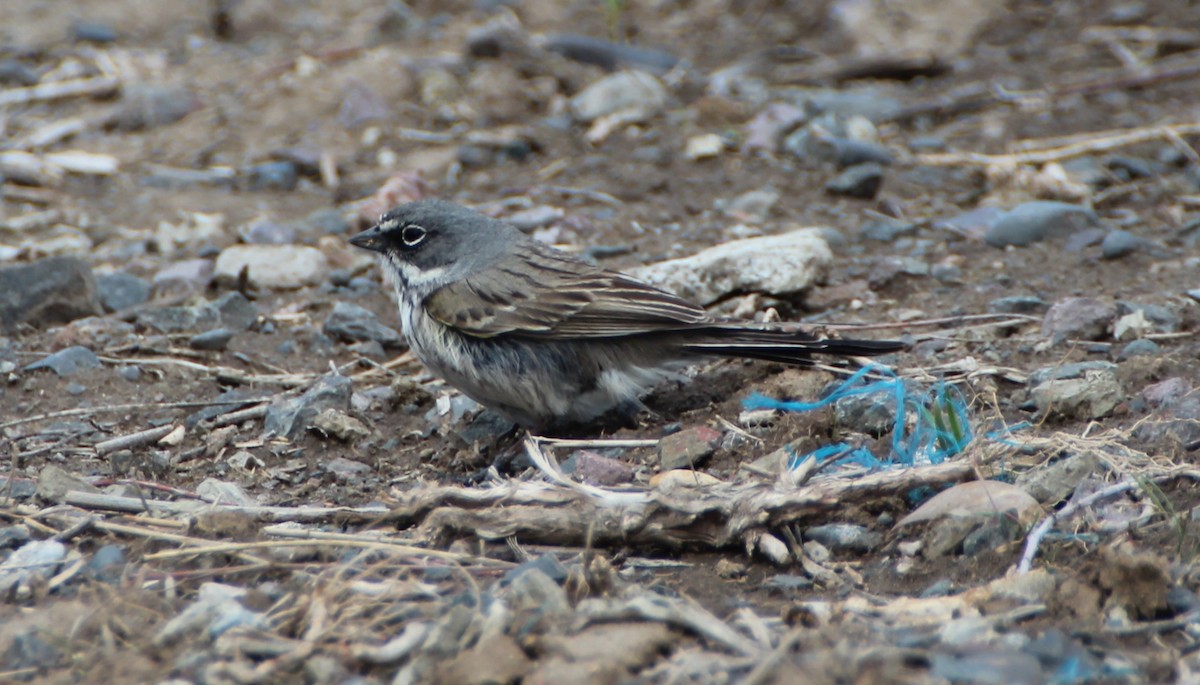 Sagebrush Sparrow - ML93238691