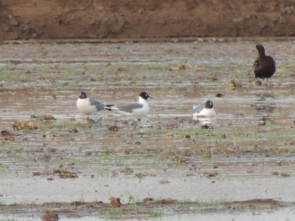 Franklin's Gull - ML93238701