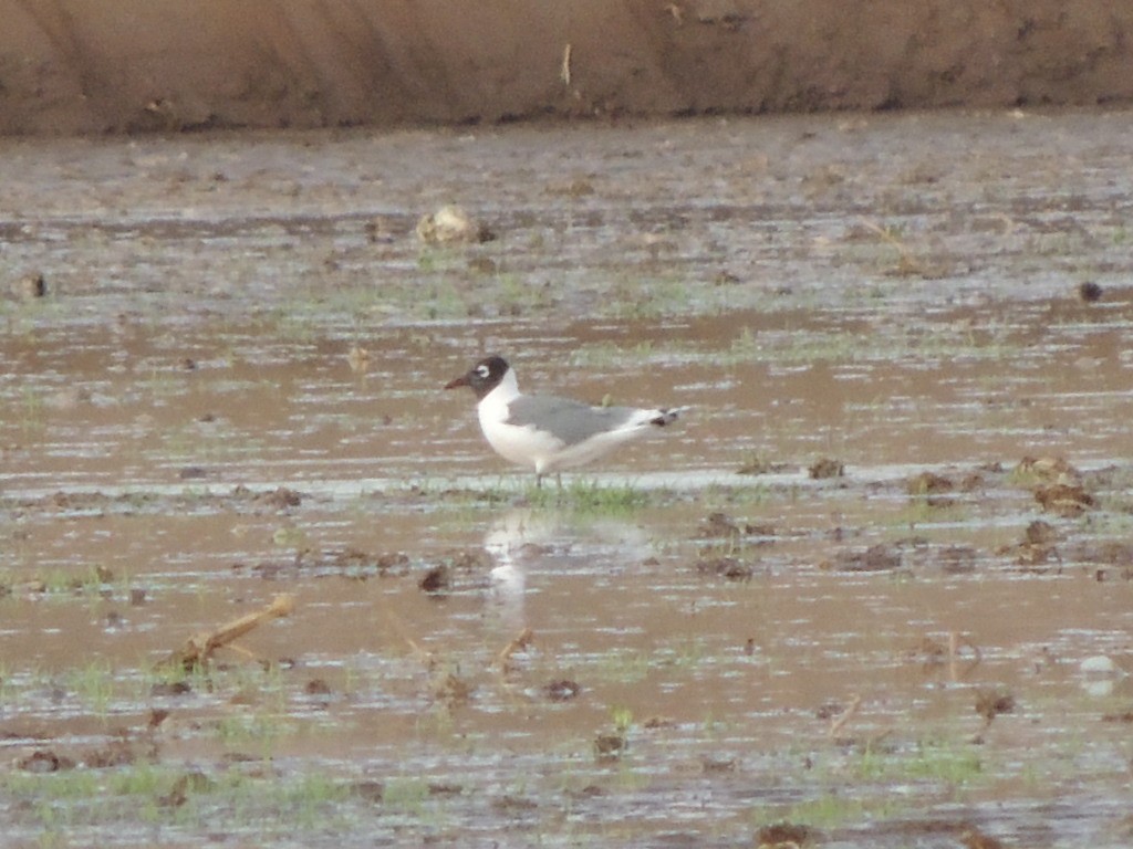 Franklin's Gull - ML93238721