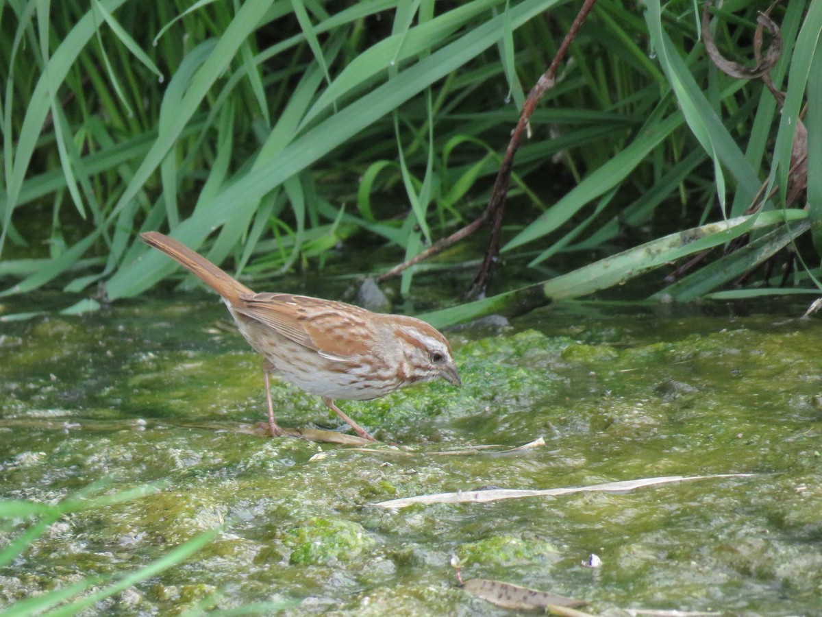 Song Sparrow - Lindsay Nohl