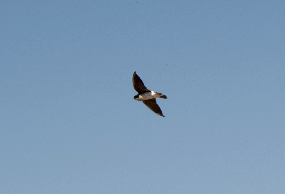 Tree Swallow - ML93240721