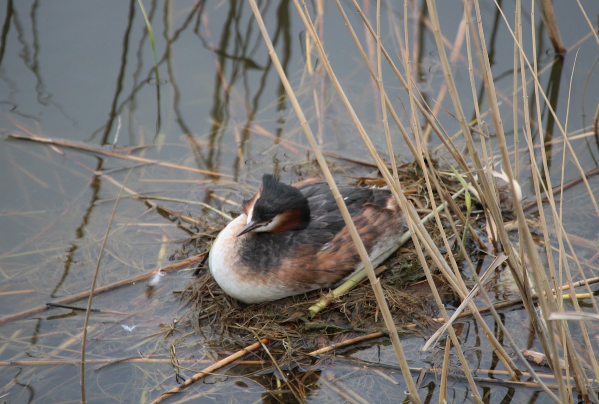 Great Crested Grebe - ML93241131