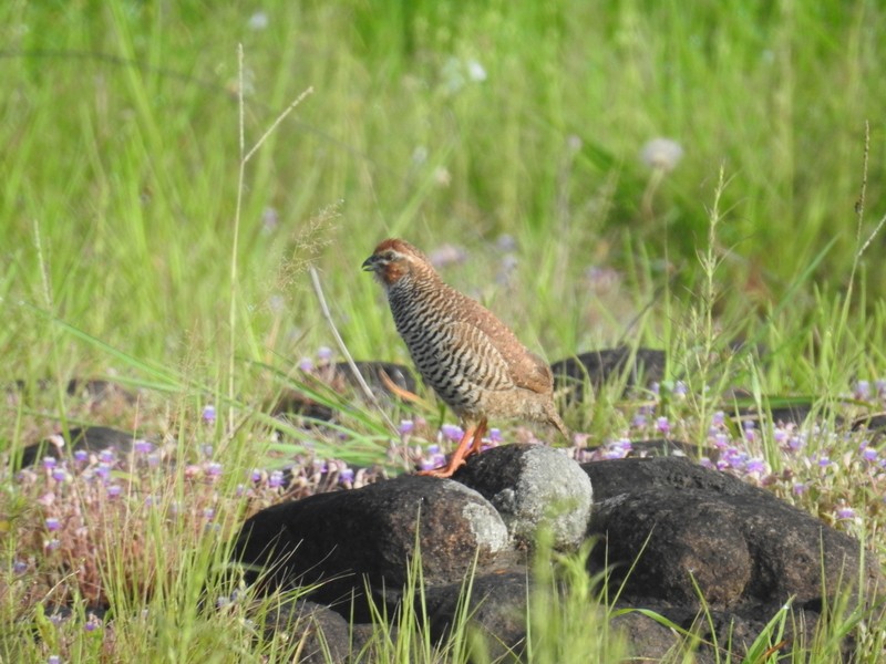 Rock Bush-Quail - Mohit Aggarwal