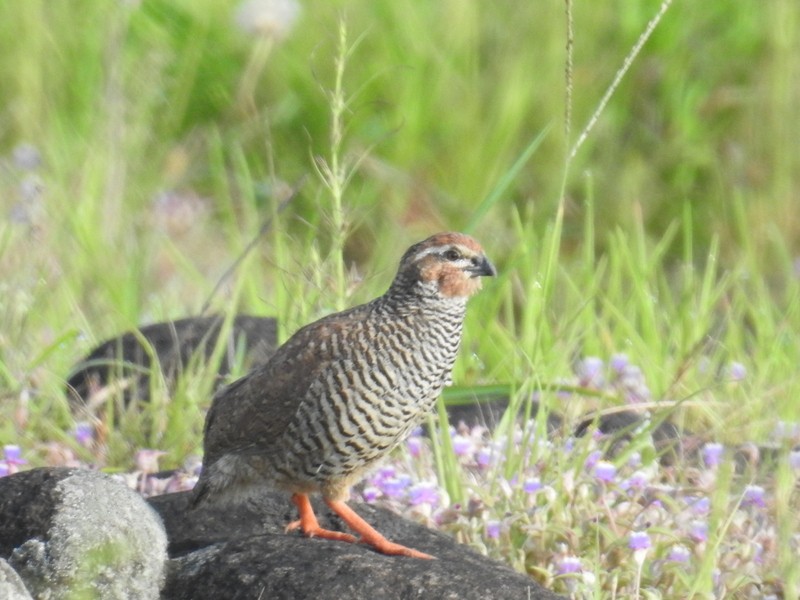 Rock Bush-Quail - Mohit Aggarwal