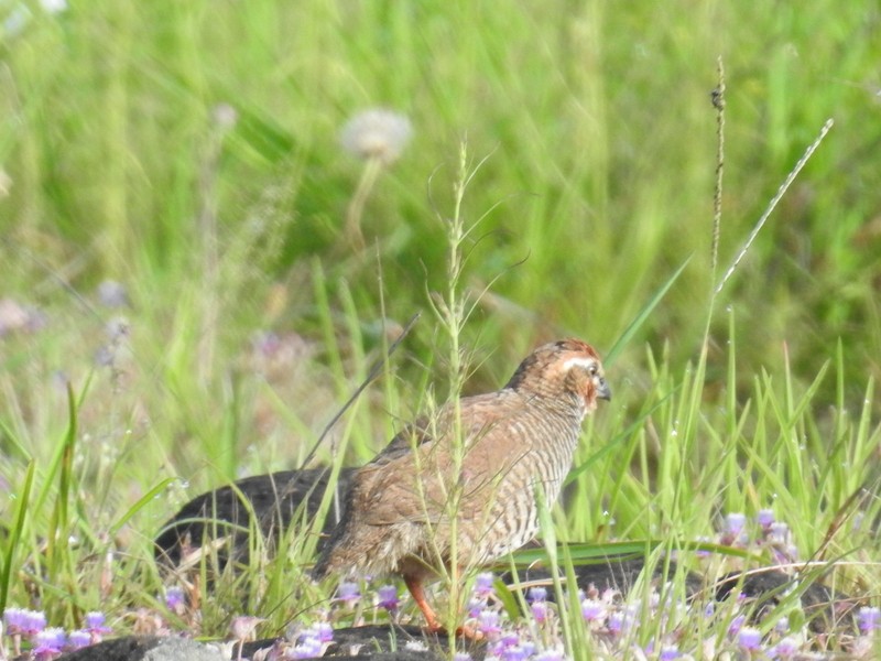 Rock Bush-Quail - Mohit Aggarwal