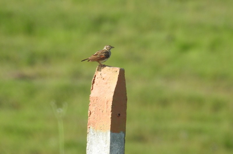 Indian Bushlark - ML93244451