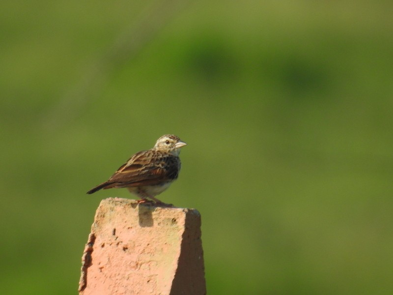 Indian Bushlark - ML93244481