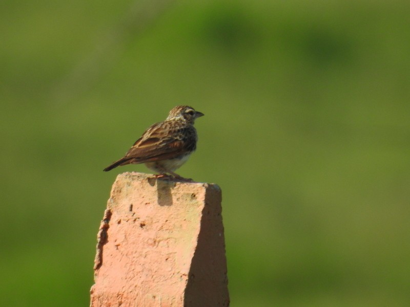 Indian Bushlark - ML93244491