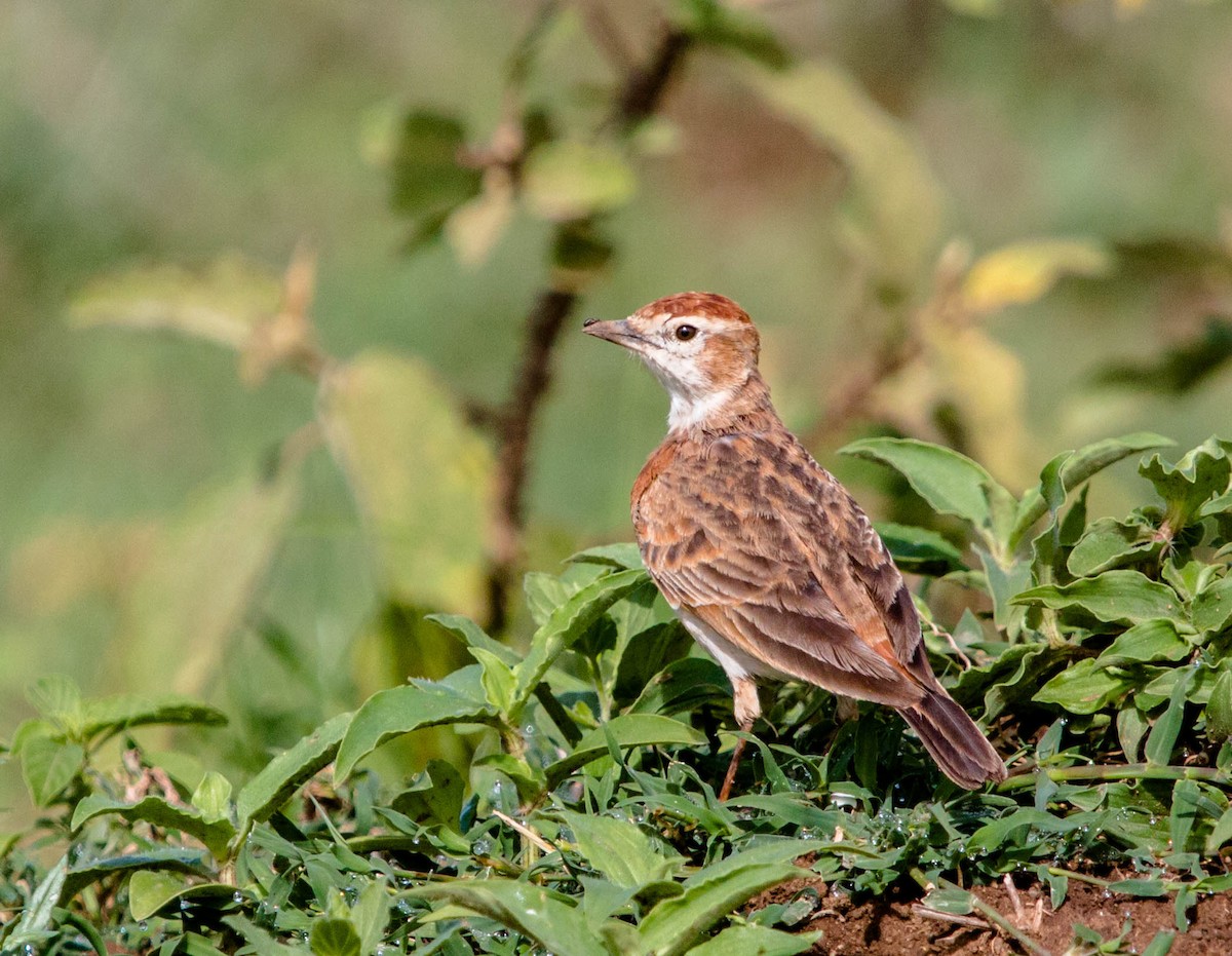 Red-capped Lark - ML93248071