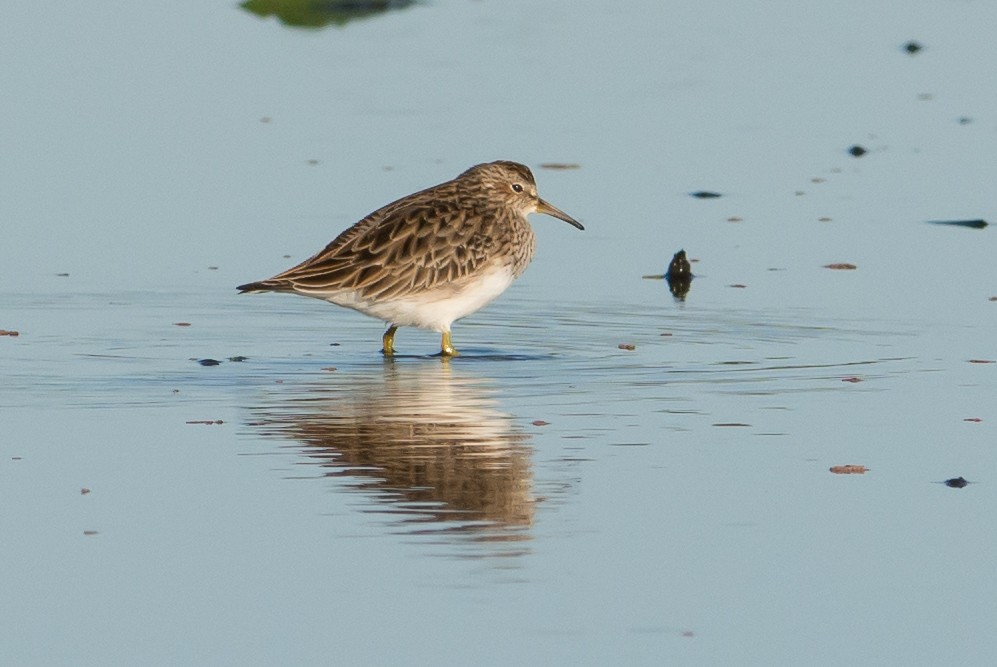 Pectoral Sandpiper - ML93251011