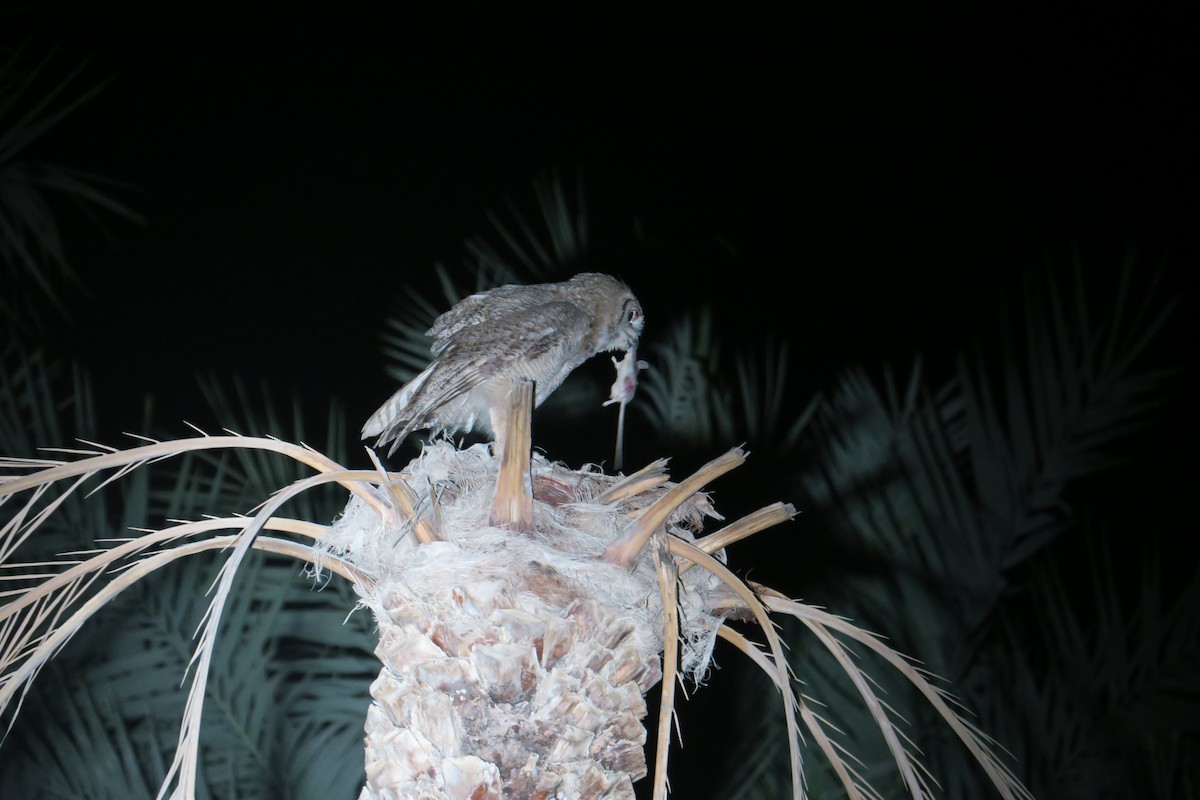 Arabian Eagle-Owl - ML93251511