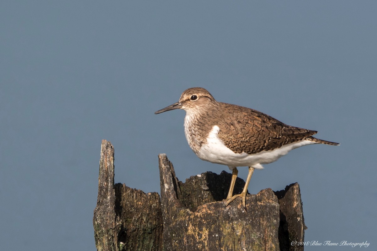 Common Sandpiper - ML93252881