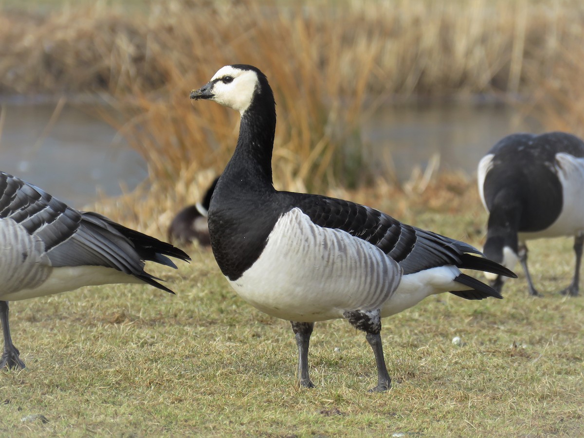 Barnacle Goose - Örjan Sjögren