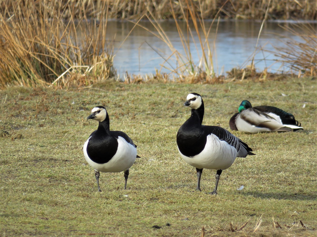 Barnacle Goose - ML93253891