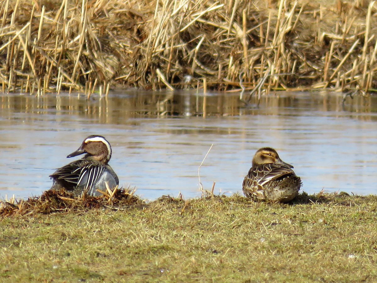 Garganey - ML93253931